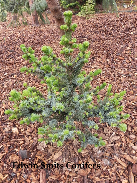 Picea omorika 'De Ruyter'